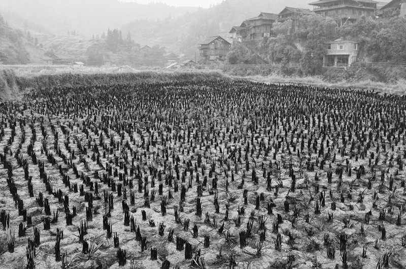  Expozitie: Jurnal de China