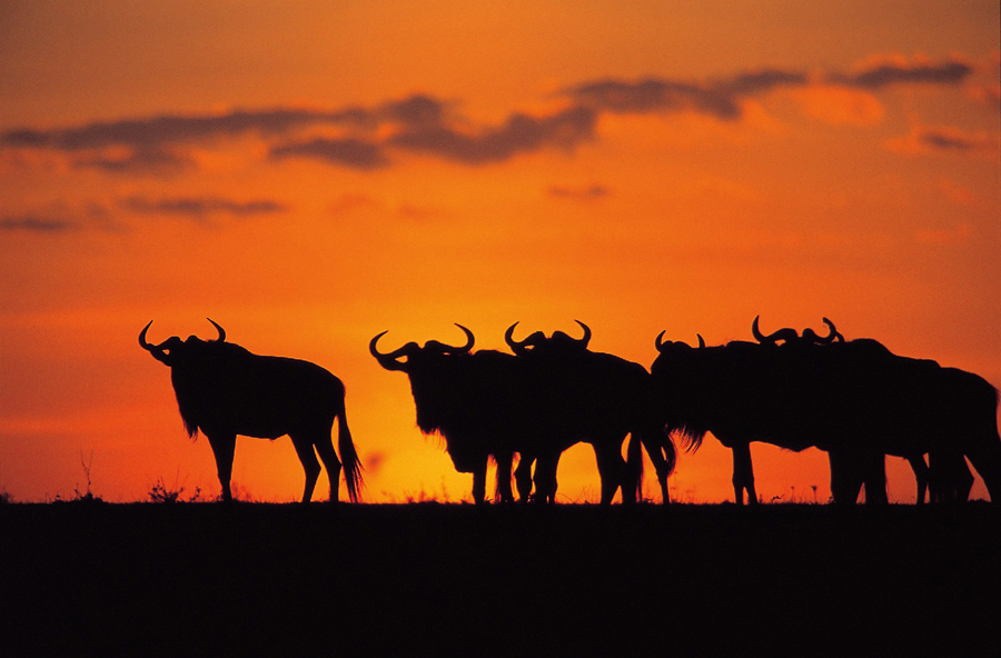  SAFARI IN KENYA – photo tour cu Dan Dinu