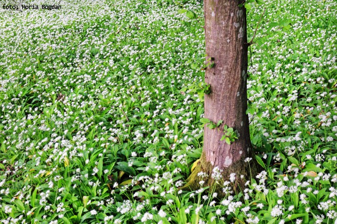 Cromatica rece - Fotografie Horia Bogdan