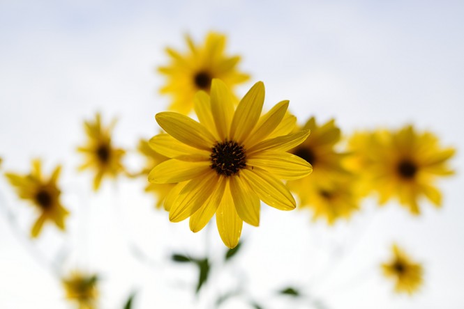 bokeh