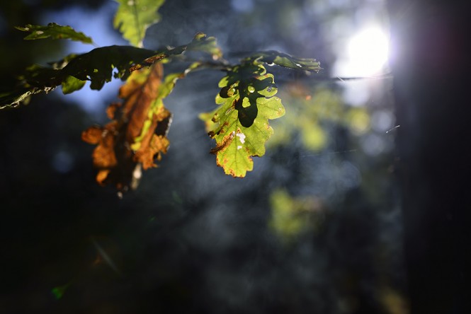 Sigma 24mm