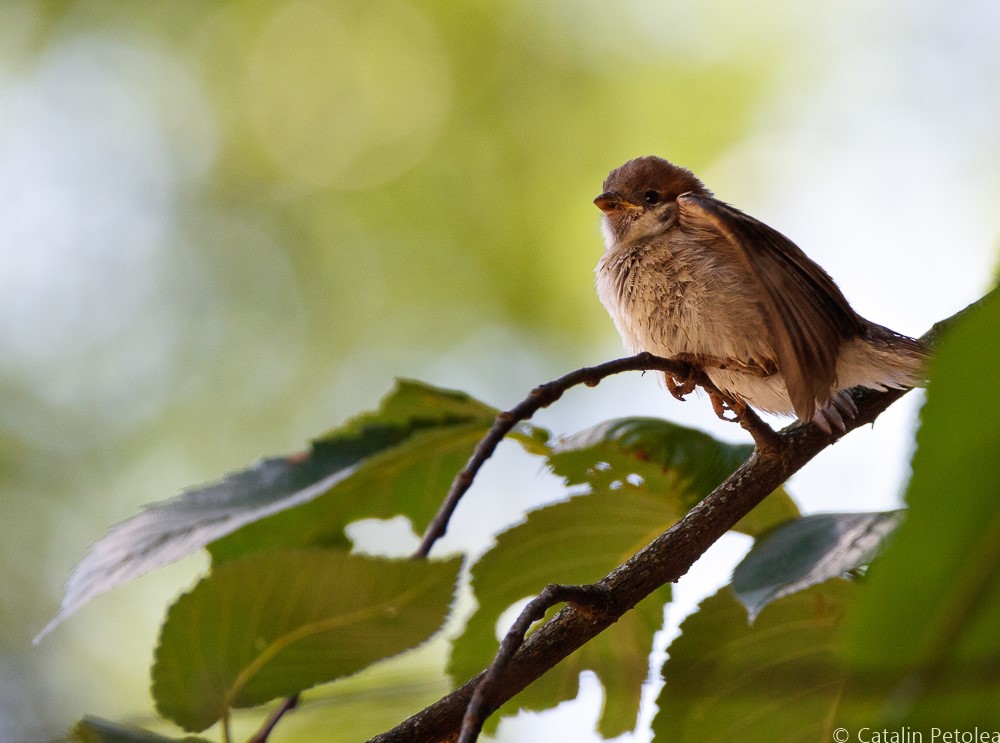  Canon 5Ds R gone birding
