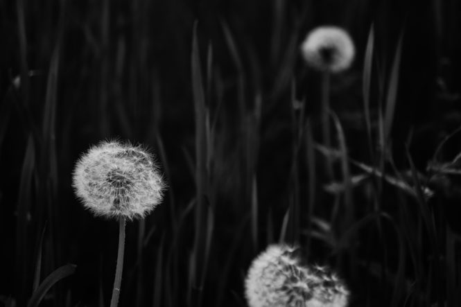 lumix gh5