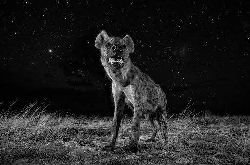 sony world photography awards