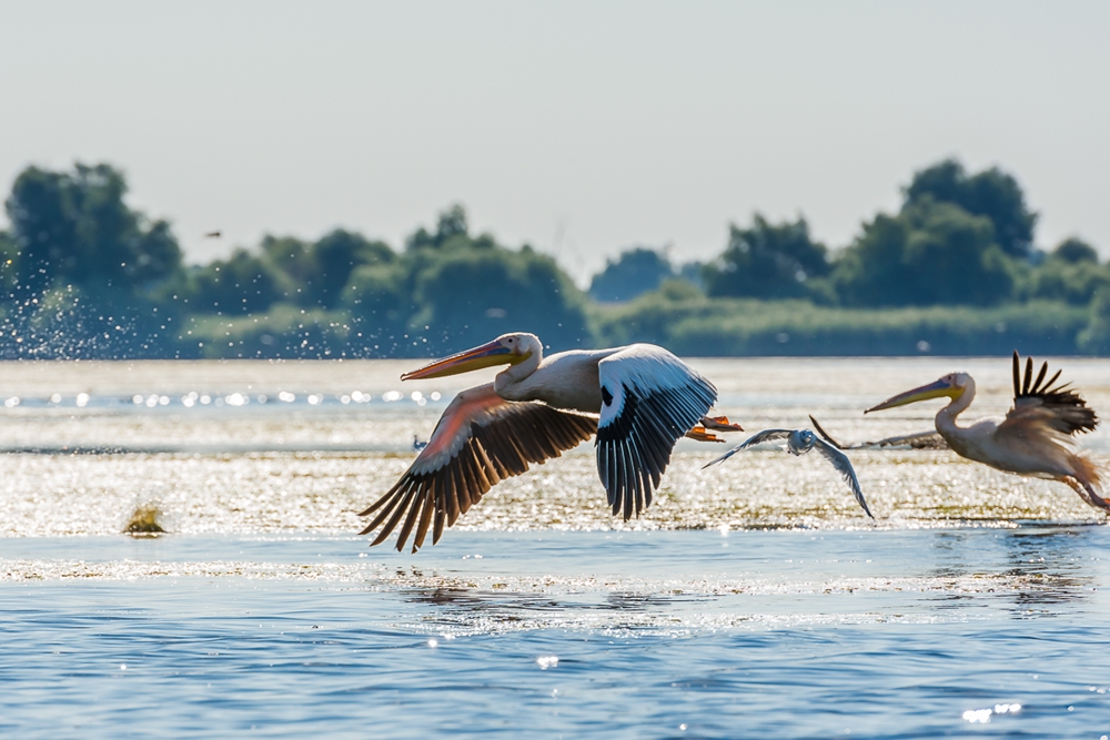  Fotografia – pasiune și meserie: Matei Moroldo, fotografia de eveniment și fascinația pentru wildlife