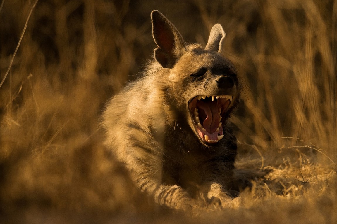 Sony World Photography