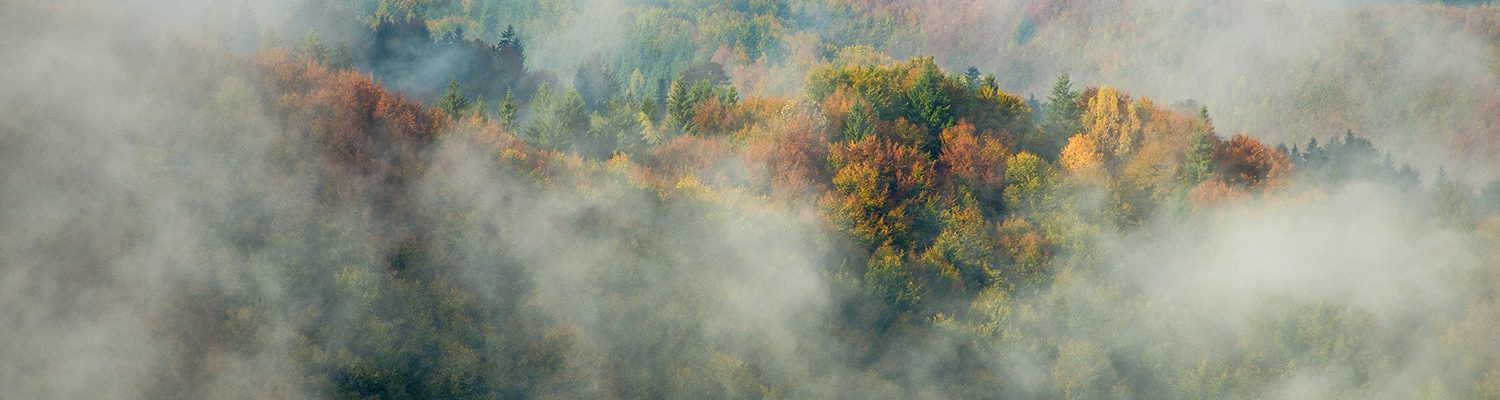  CONCURS: Pădurea, în parteneriat cu Forona, PhotoLife și Alpin Film Festival