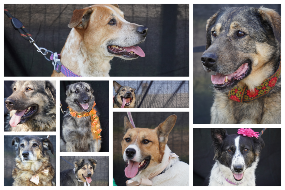  #adoptabucurie alături de ASPA și F64 – Poveștile câinilor din centrele ASPA