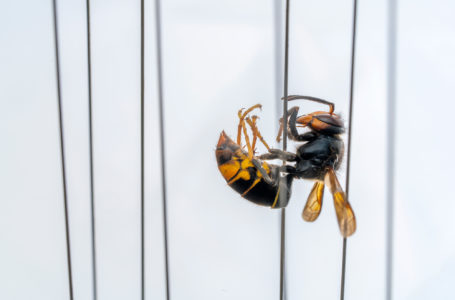 Avispa asiática (Vespa vetulina) atrapada en una trampa eléctrica colocada junto a una colmenar de abejas.