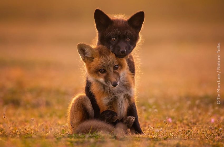  Nature Talks Photo Festival Online