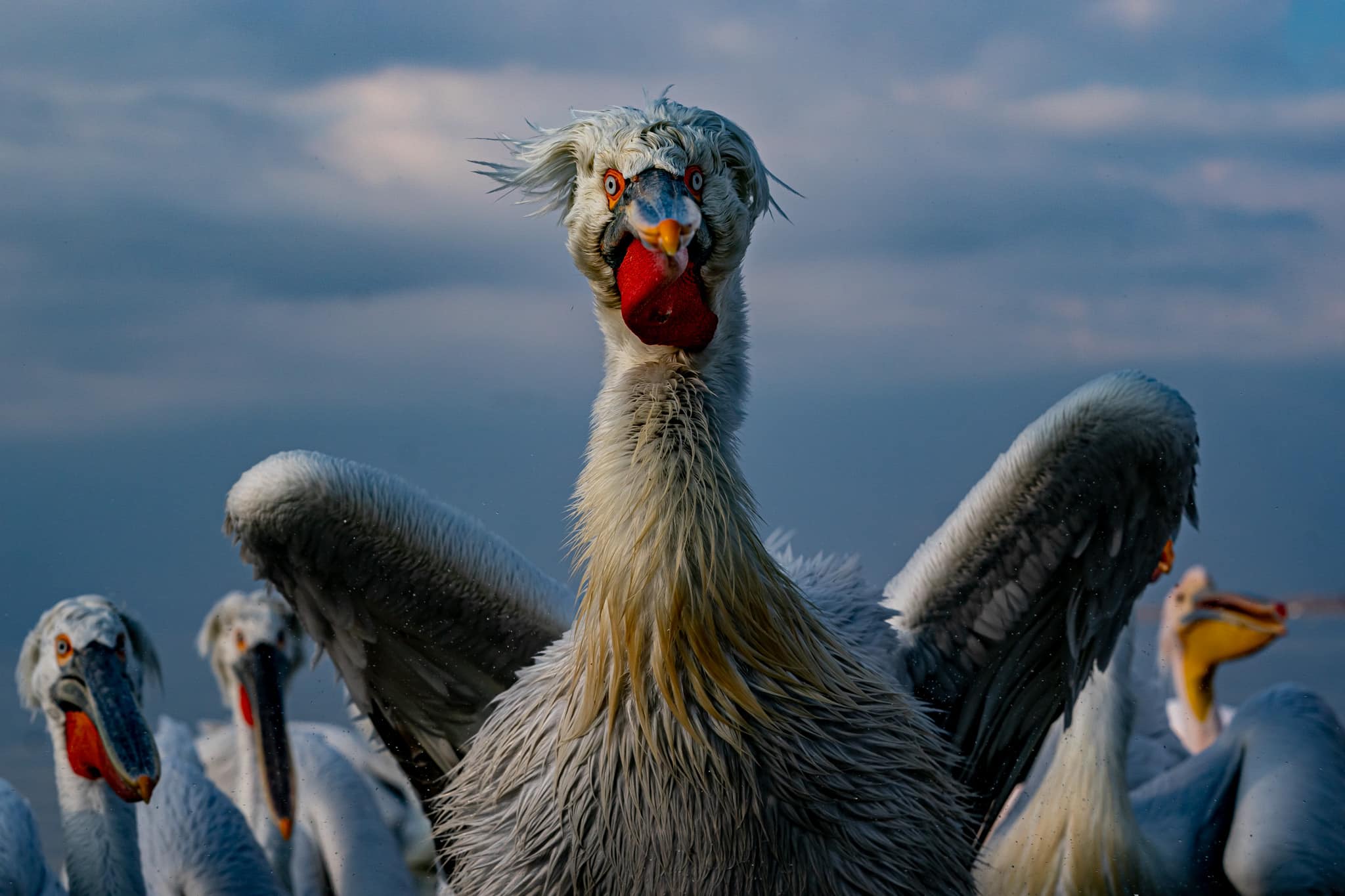 kerkini lake pelicans marius tudor
