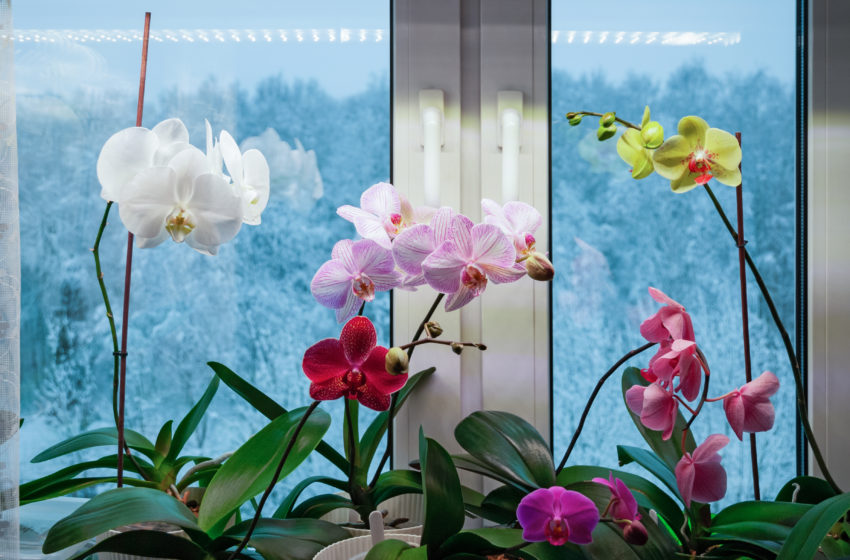  Avantajele luminilor LED pentru plante în creșterea plantelor