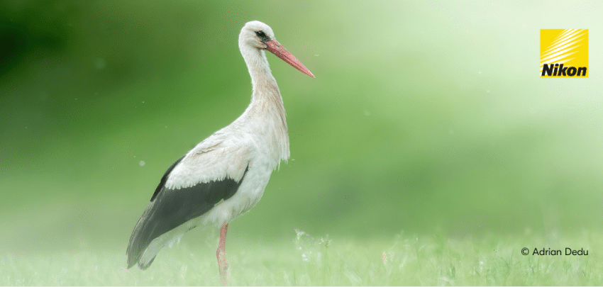  De ce ai ales Nikon Z? – ne răspunde Adrian Dedu, fotograf de natură și wildlife