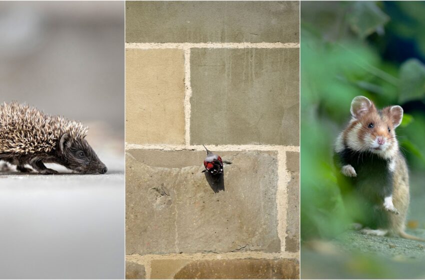  Concursul de fotografie Naturopolis, prima ediție, 2023