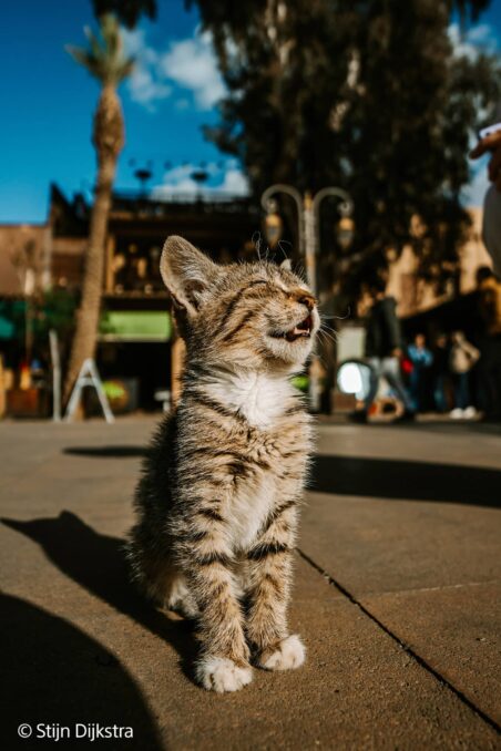 Edited with Lens Distortions v6.9.1