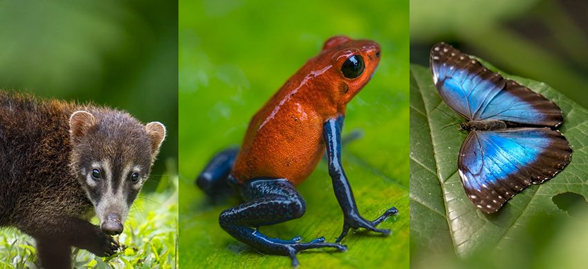  Fotografia Macro în Costa Rica, prin ochii lui Horia Bogdan